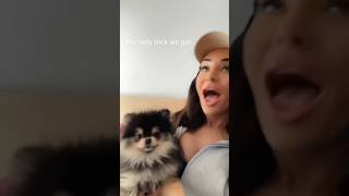 Download lagu The Oscar goes to… my dog 🐶 #shorts #funnyanimals #pets mp3