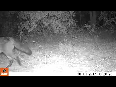 Lobinho (Cerdocyon thous) - monitoramento de fauna no Cerrado de Bataguassu, MS