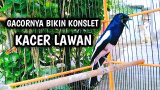 Download lagu GACORNYA BIKIN KONSLET KACER LAWAN AWAS SEKETIKA EMOSI !! PANCINGAN KACER GACOR PASTI NYAUT AMPUH. mp3 Download lagu GACORNYA BIKIN KONSLET KACER LAWAN AWAS SEKETIKA EMOSI !! PANCINGAN KACER GACOR PASTI NYAUT AMPUH. mp3