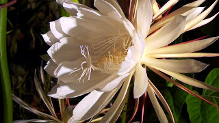 Queen of the Night, Night blooming Cereus