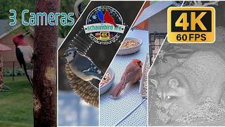 🔴LIVE Illinois Bird Feeder Stream w/ Merlin ID & Critter's in 4K 60fps (56 Species Observed) live webcam