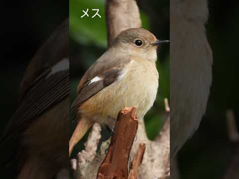 IUCN分類における絶滅の危険性を示す図。