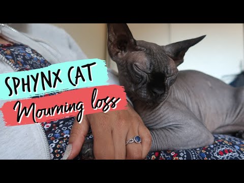 SPHYNX CAT MOURNING LOSS OF FRIEND | Dealing with grief