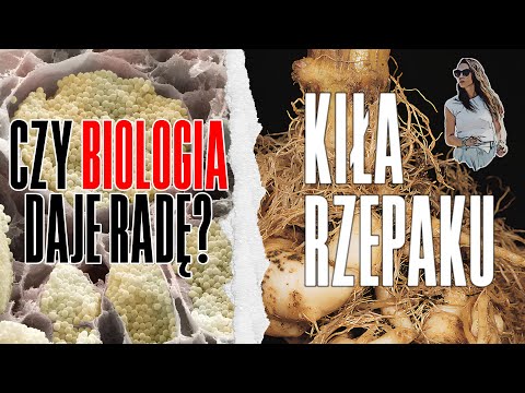 Kiła rzepaku: czy biologia może ją zatrzymać?