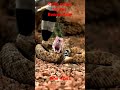 Rattlesnake Strikes a Beannie Baby! #shorts #slomo #slowmotion #snakevideo #snake #rattlesnakes