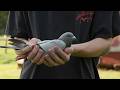 Wisconsin Life Family Passion For Pigeon Racing