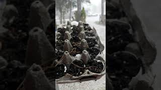 Asian Goddess Cottage Life Garden FAIRIES winter growing
