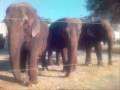 RINGLING ELEPHANTS 4