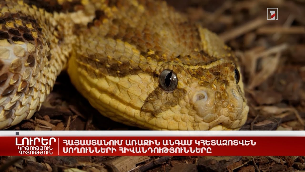 Հայաստանում առաջին անգամ կհետազոտվեն սողունների հիվանդությունները