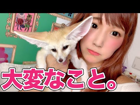 ペットとしてのフェネックギツネ