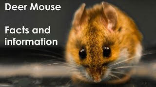 Deer Mouse Facts, live captured North American Deer Mouse, Peromyscus maniculatus