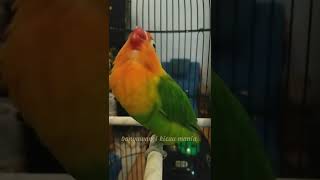 Download lagu Penerus Lovebird Kusumo Legenda Juara/Lovebird Konslet Dari Banyuwangi#shorts mp3 Download lagu Penerus Lovebird Kusumo Legenda Juara/Lovebird Konslet Dari Banyuwangi#shorts mp3