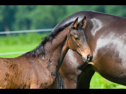 Hengstfohlen von Radisson