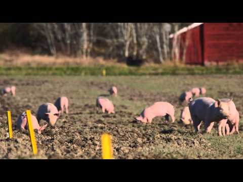 , title : 'Sveriges ekohjältar - KRAV-grisar, en hållbar affärsidé'