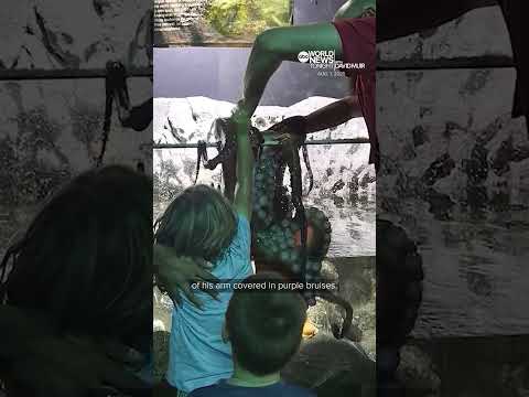 Octopus injures young Texas boy at San Antonio Aquarium, mother says