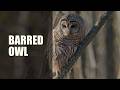 Barred Owl (Strix varia)