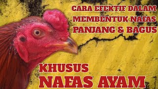 Download lagu NAFAS AYAM 2 KALI LEBIH BAGUS, BEGINI CARANYA mp3