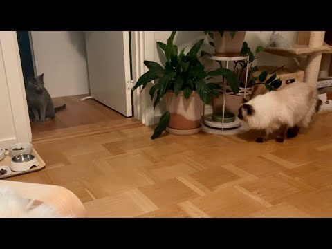 Ragdoll cat sneaking up on Russian Blue cat - Bonnie surprising Ekaterina