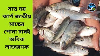 কার্পের পোনা চাষ