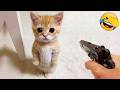 Funniest Cats And Dogs Clip 2025 Try Not To Laugh