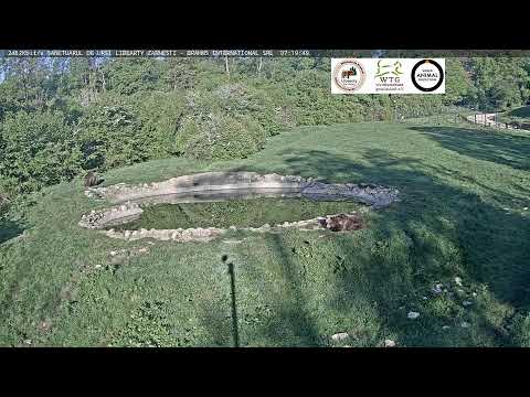 The Libearty Brown Bear Sanctuary thumbnail