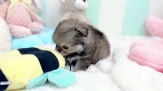 ハーフ犬の動画01