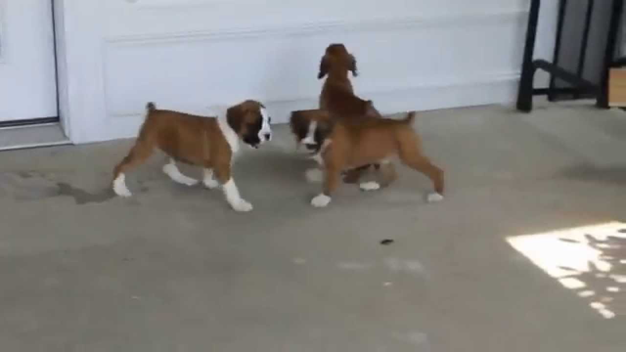Watch video Boxer Puppies For Sale Now Boxer Puppies For Sale