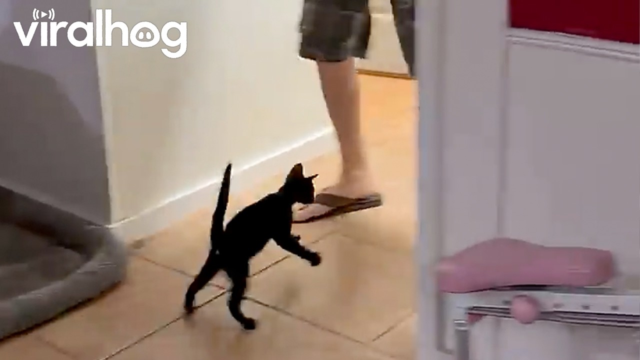 Feisty Kitten Sneak Attack || ViralHog