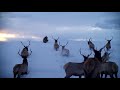 11 Bull Elk Busting Through A Snow Drift