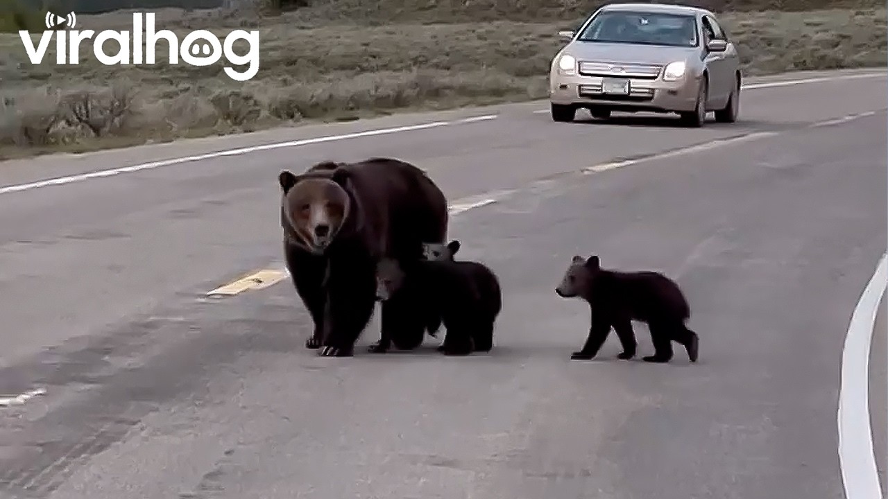 Mama Bear and Cubs Walking on Road in Grand Teton National Park || ViralHog