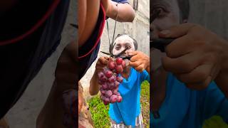 Download lagu Mak Laper Anggur Merah mp3