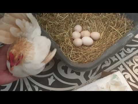 image-What month do chickens hatch?