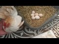 Serama Egg Hatching Story Day 1 To Day 22 Chicken Egg Hatching At Home By Cute Pet Hen In House