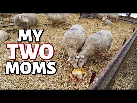 WHO'S CHILD IS THIS? (Stealing Mamas Strike Again!) VLOGMAS 2020: Vlog 393