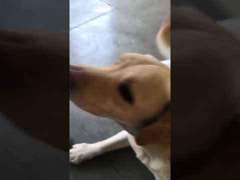 #firstvlog#doglover #cutebaby #feelings