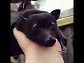 Very adorable baby black bat with a girl