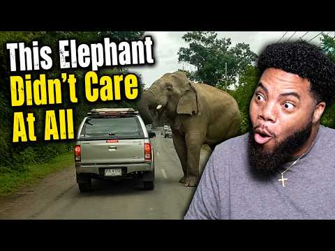 Most Dangerous Animal Encounters Ever Caught on Camera...Don't Mess With Mother Nature