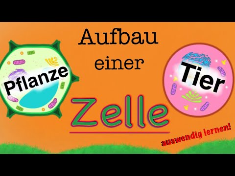 Cell structure - components of animal and plant cells + learning about their functions