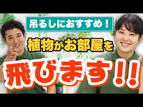 経済学科 空を飛ぶ？？インスタ映えする観葉植物の飾り方！