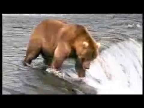 New John West Salmon Ad Bear vs Fisherman ( divert ).flv