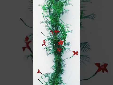 easy to grow cypress vine plant#cypressvine#cyprusflower