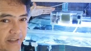 Anong Filter ang dapat gamitin sa Aquarium