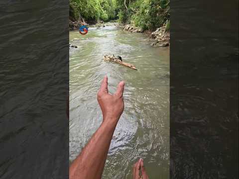 birds drifting in the river #wildlife #nature #birds #shortvideo