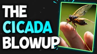 What Pet Owners Need To Know About The Cicada Outbreak | The Veterinary Roundtable - EP72