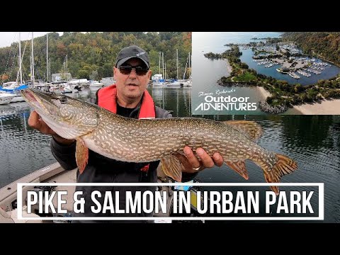 Big Fall Pike & Salmon in Toronto park + Harassed by angry guy, no 'cops called' this time.