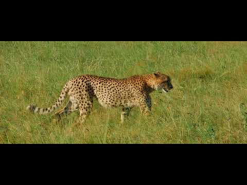 mgs - the film company | Faszination Afrika | Trailer