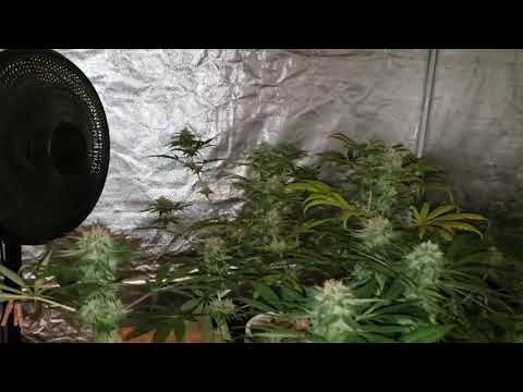 Back among the living