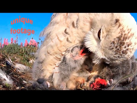 Snowy owl’s story: from eggs to big chicks