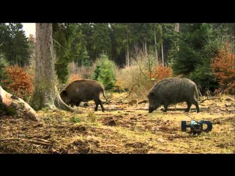 Chernobyl Reclaimed: An Animal Takeover 1080p 1/4