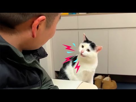 The Funniest Argument Ever Between Silliest Talking Cat and their Human! 🤪